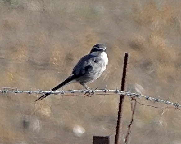 Iberian grey shrike